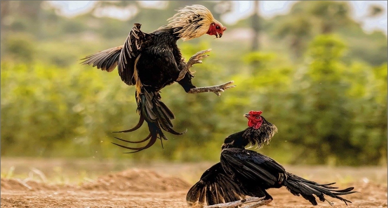 Gà Peru nhanh nhẹn, hiếu thắng