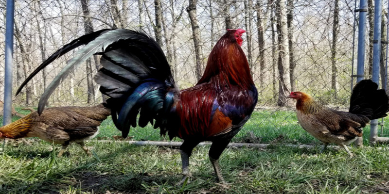 Gà Albany - giống gà lai tạo hoàn hảo