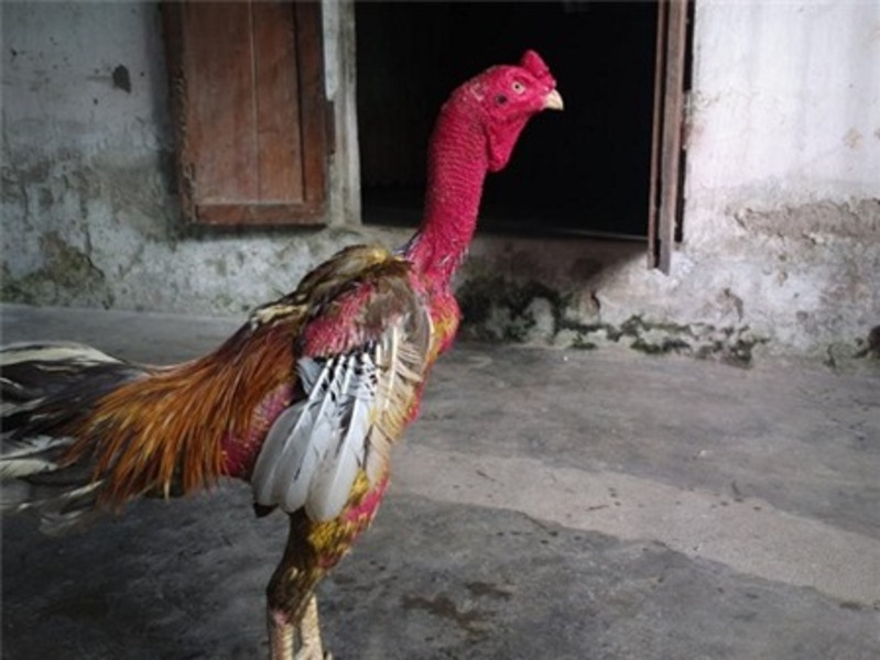 Các trận thi đấu bất bại của Xám Thần trong suốt sự nghiệp