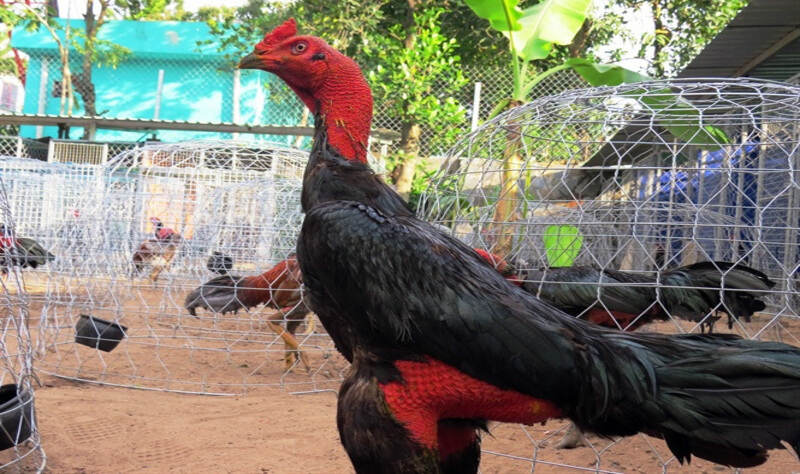 Gà chọi nòi máu chiến